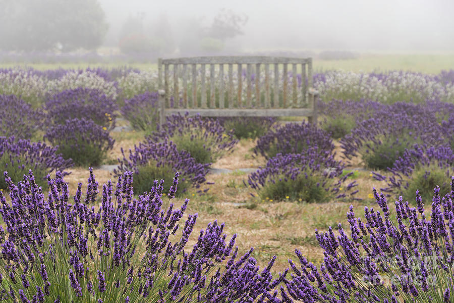 Lavender Mystic Bench Photograph by Louise Magno