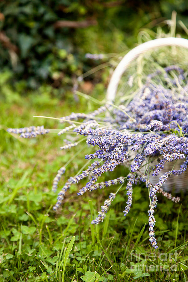 Flower Photograph - Lavender  by Mythja Photography