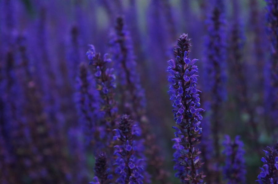 Nature Photograph - Lavender night by Christian Trajkovski Nature Photograph - Lavender night by Christian Trajkovski