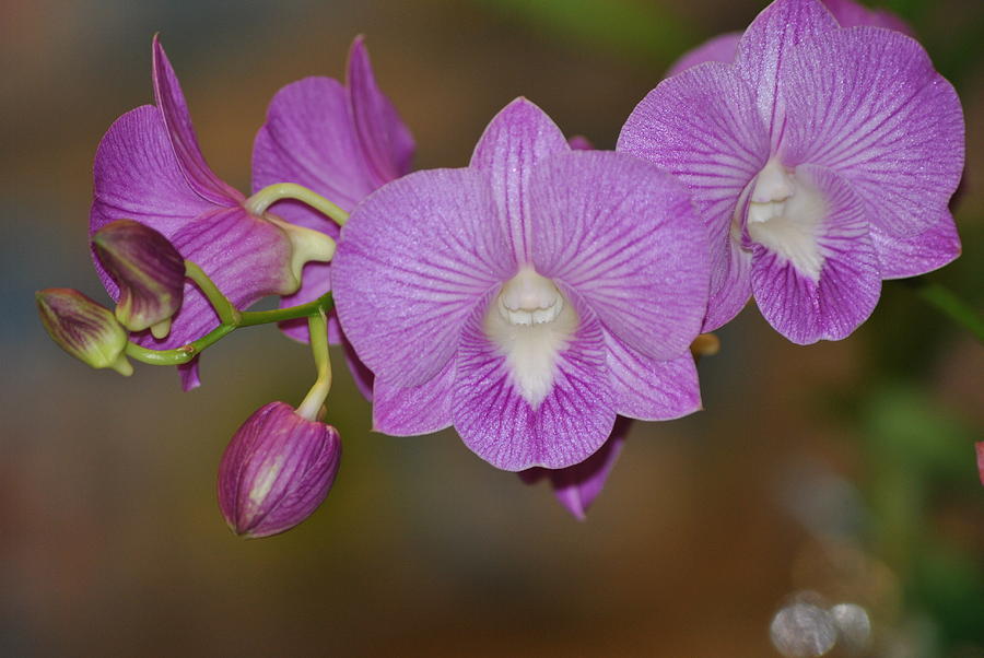 Lavender Orchid Photograph by Frank Larkin