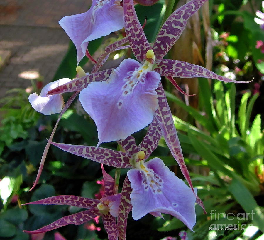 Lavender Orchid Photograph by Kathie Chicoine