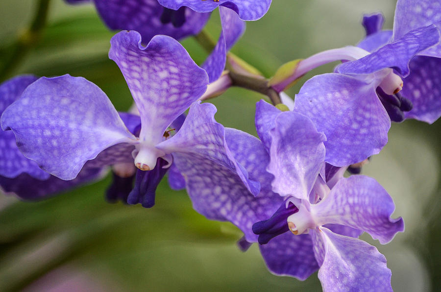 Lavender orchid бальзамин фото