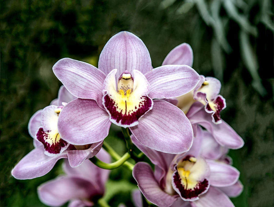 Lavender Orchid Photograph by William Bitman