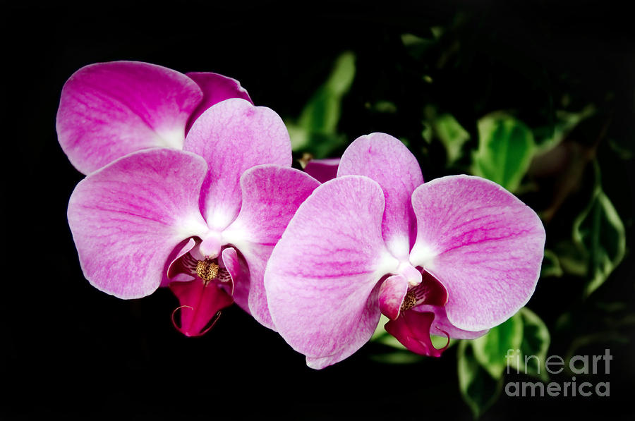 Lavender Orchids  Photograph by Andee Design