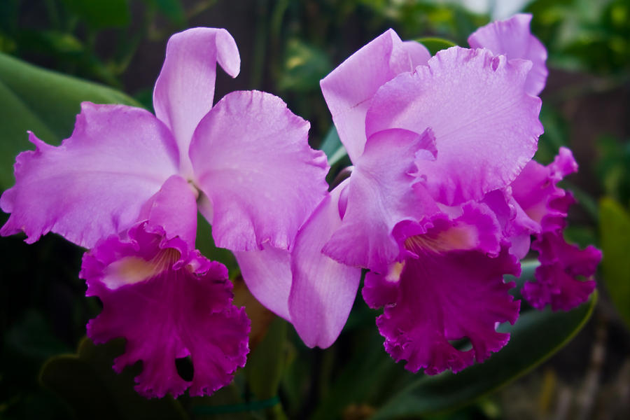 Lavender Orchids Photograph by Connie Anderson | Fine Art America