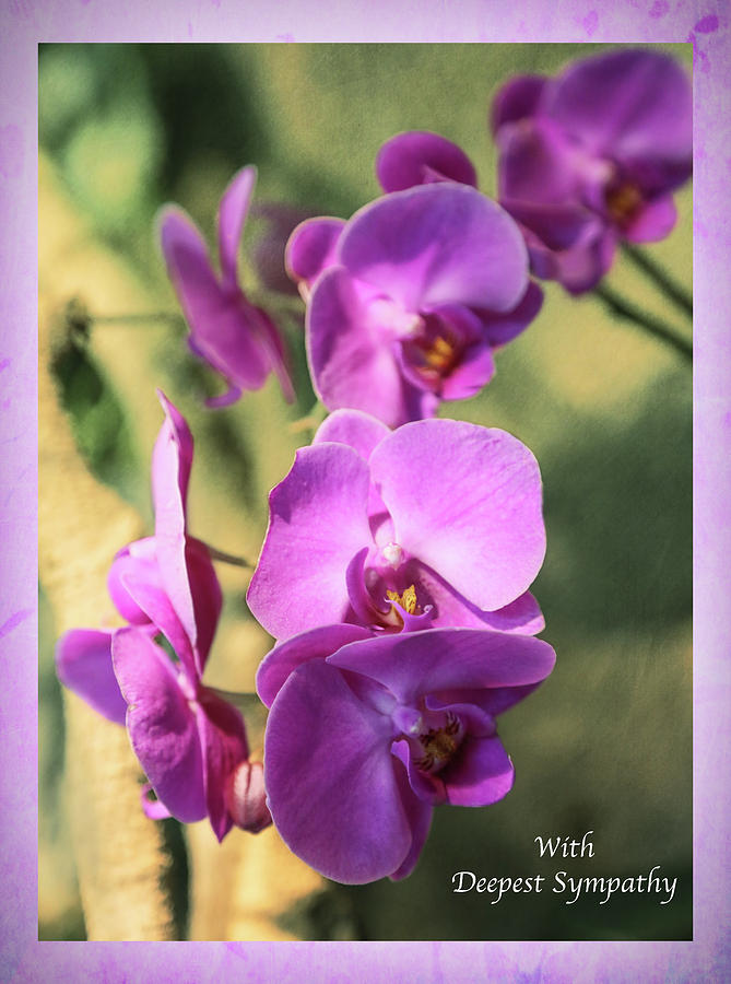 Orchid Photograph - Lavender Orchids Sympathy Card by Lorraine Baum