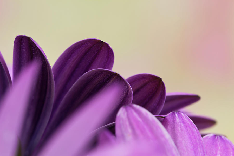 Lavender Osteospernum Petals  Photograph by Sandra Foster