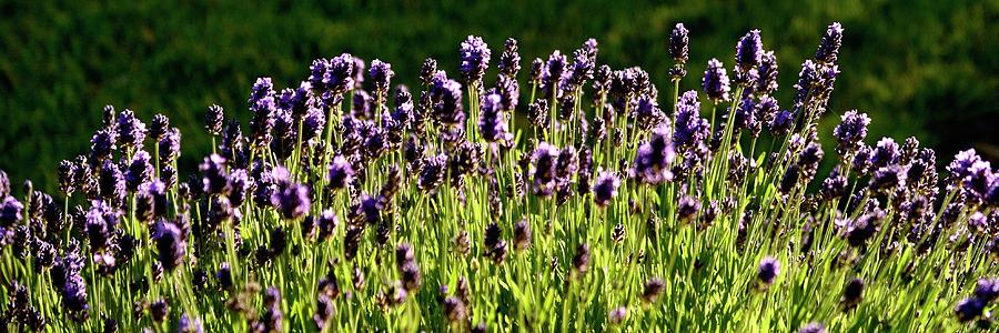 Lavender Pano Photograph by Jerry Sodorff