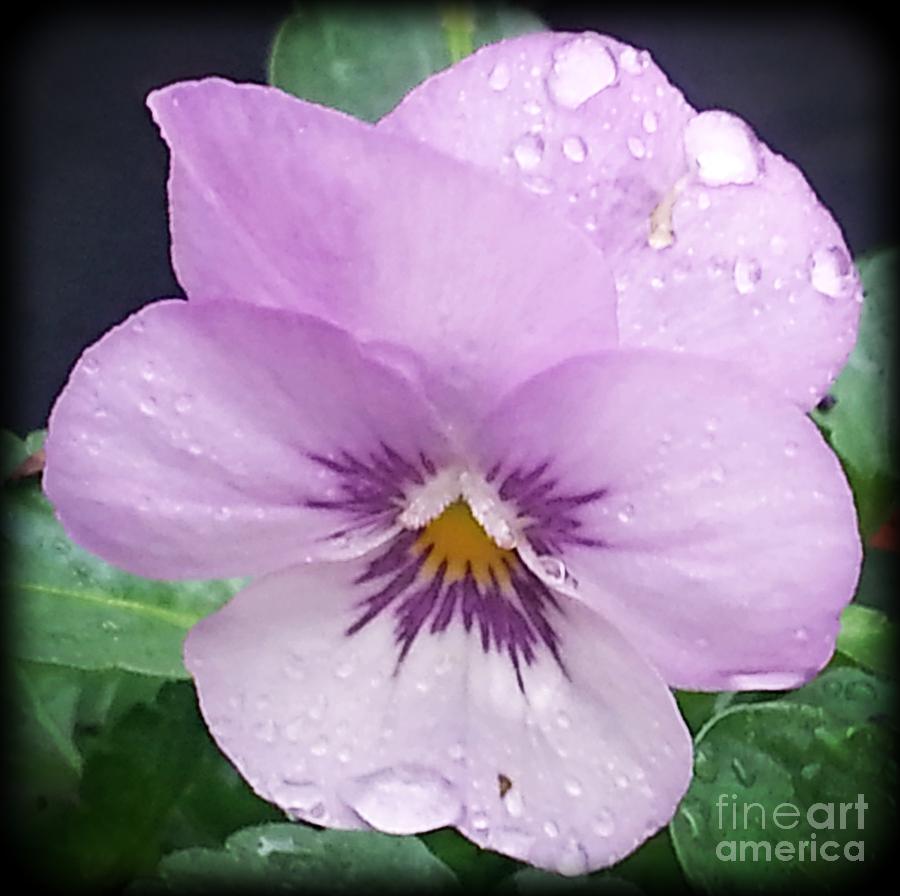 Flowers Still Life Photograph - Lavender Pansy and Rain by Eva Thomas