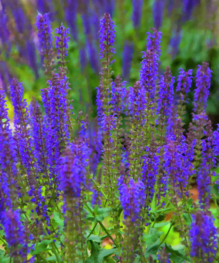 Flower Digital Art - Lavender Patch by Flees Photos