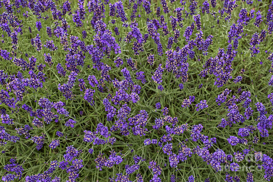 Lavender Photograph by Patricia Hofmeester