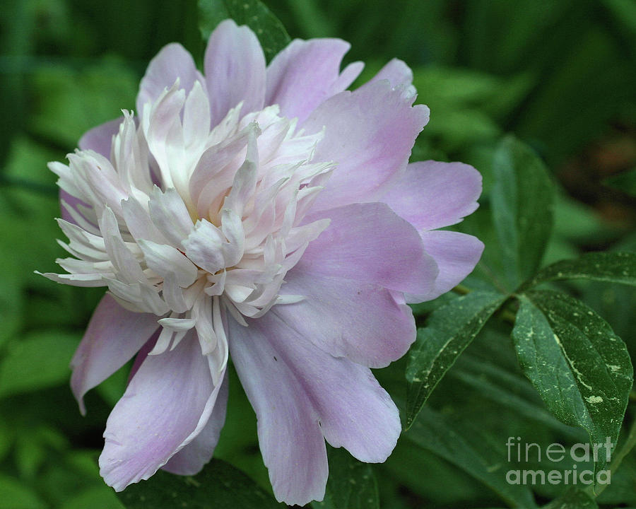 Lavender Peony Photograph by Smilin Eyes Treasures