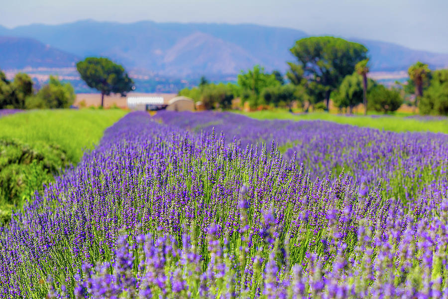 Lavender Photograph by Peter Tellone