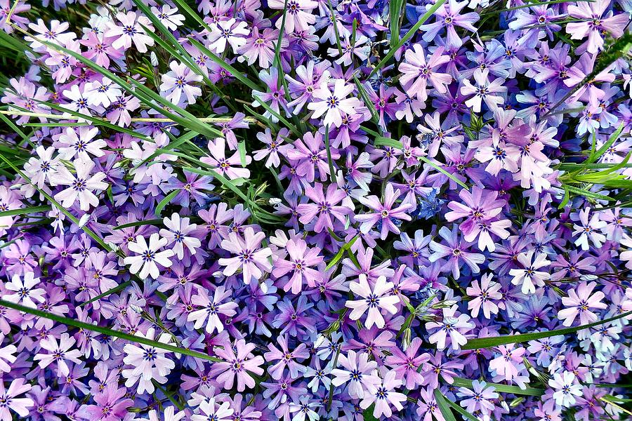 Lavender Phlox Photograph