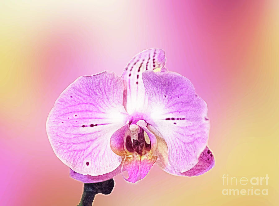 Lavender Pink Orchid Photograph by Linda Phelps