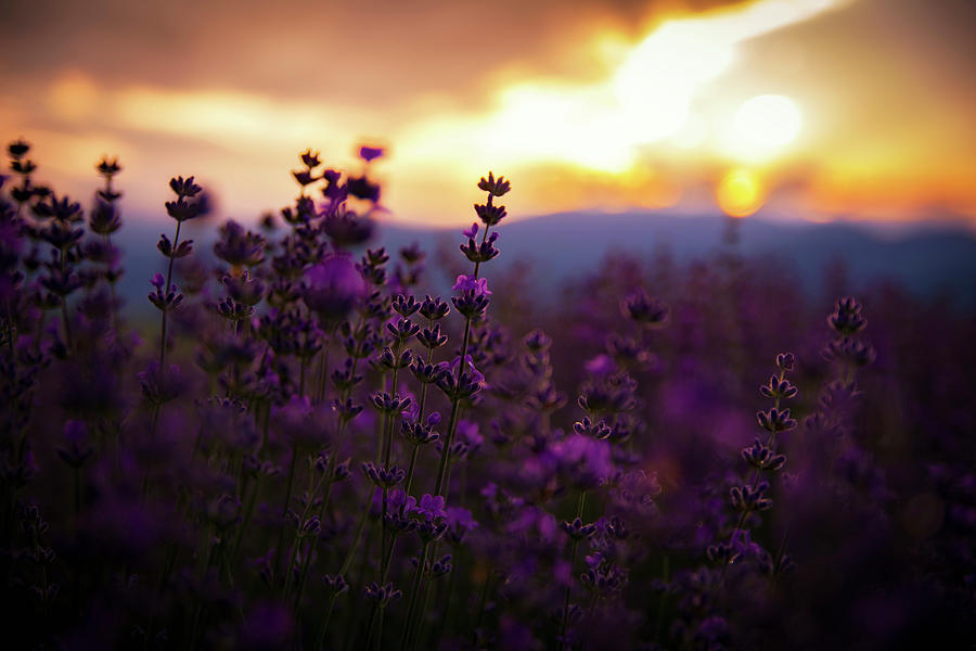 Lavender Photograph by Plamen Petkov