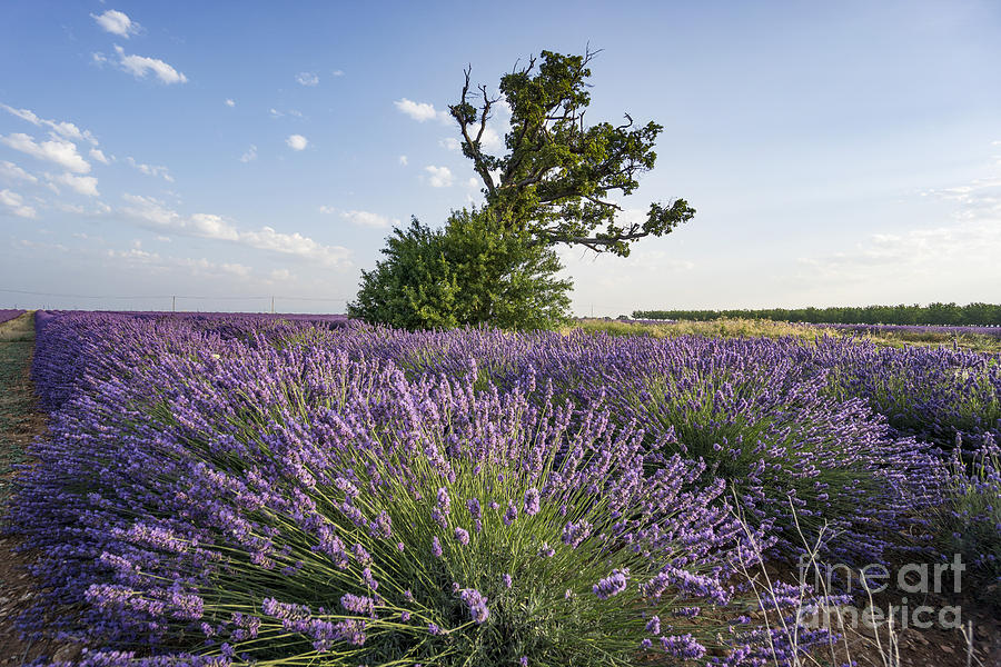 Agrarian Photograph - Lavender Provence by Juergen Held Agrarian Photograph - Lavender Provence by Juergen Held