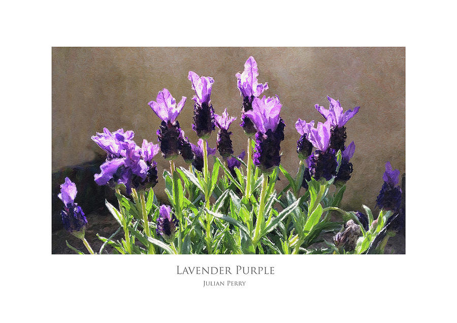 Lavender Purple Digital Art by Julian Perry