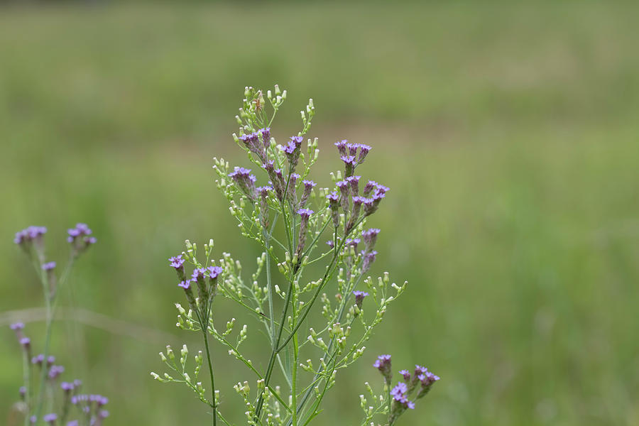 Lavender Purple Verbena Wildflowers Photograph By Kathy Clark Fine