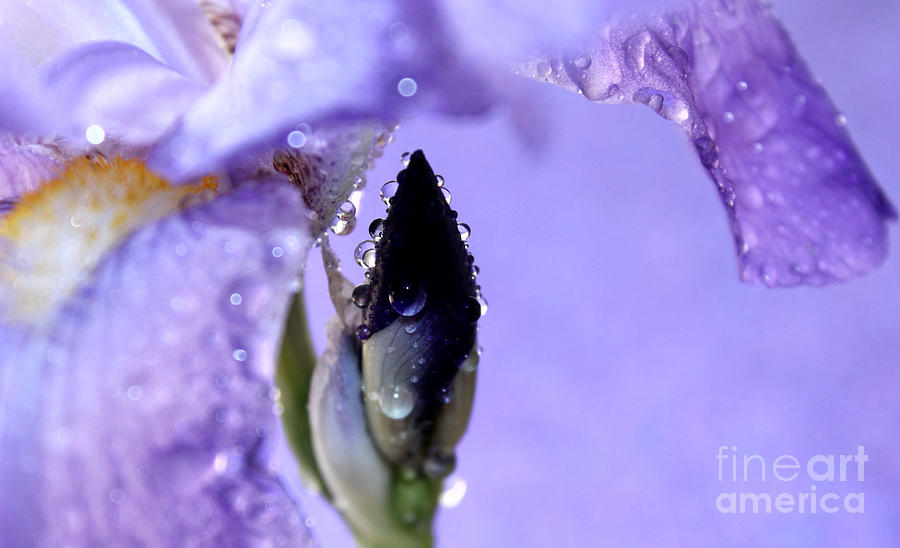 Iris Photograph - Lavender Rain by Krissy Katsimbras