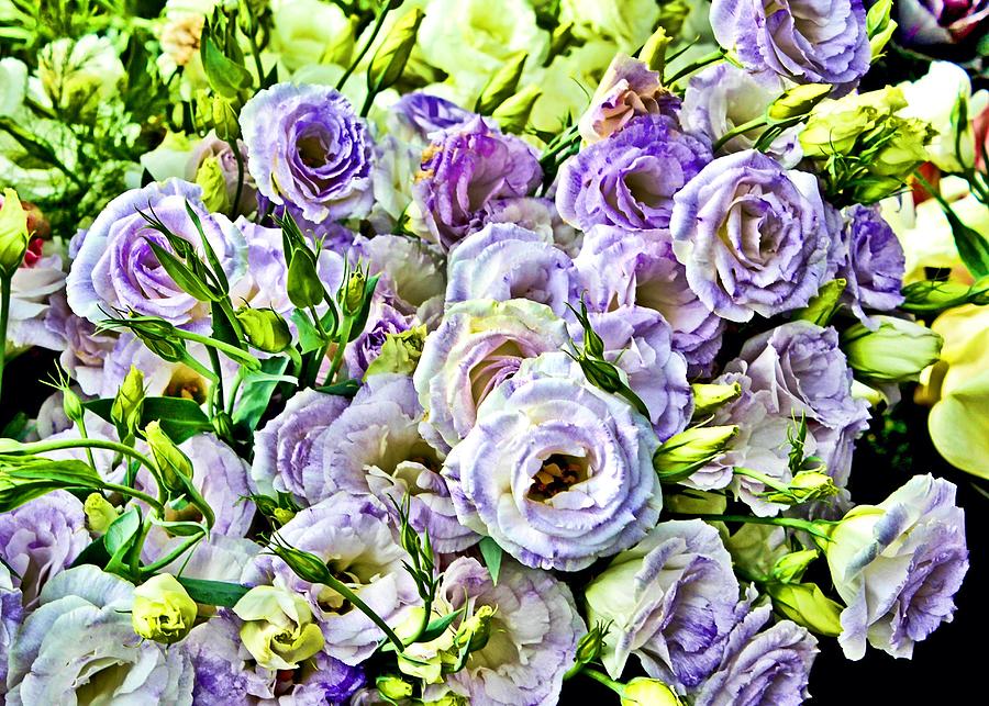 Lavender Ranunculus  Digital Art by Mary Pille