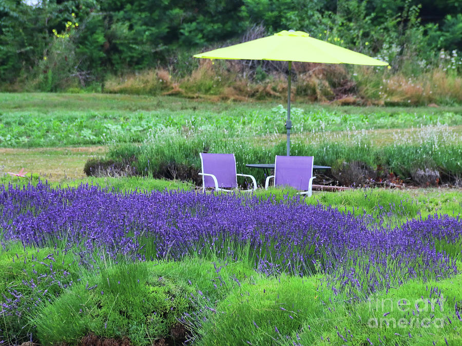 Lavender Rest Area 3275 Photograph by Jack Schultz