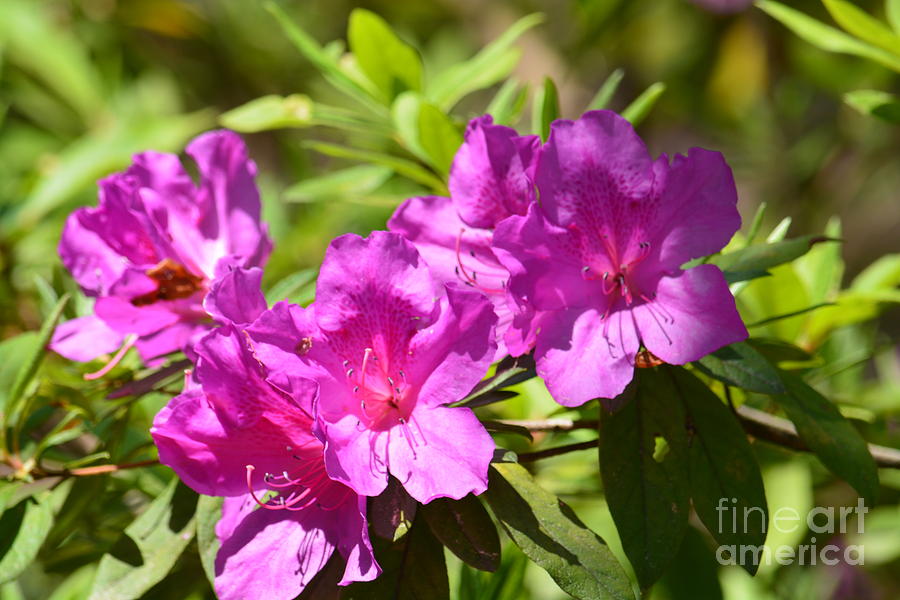 Lavender Rhododendron II Photograph by Maria Urso