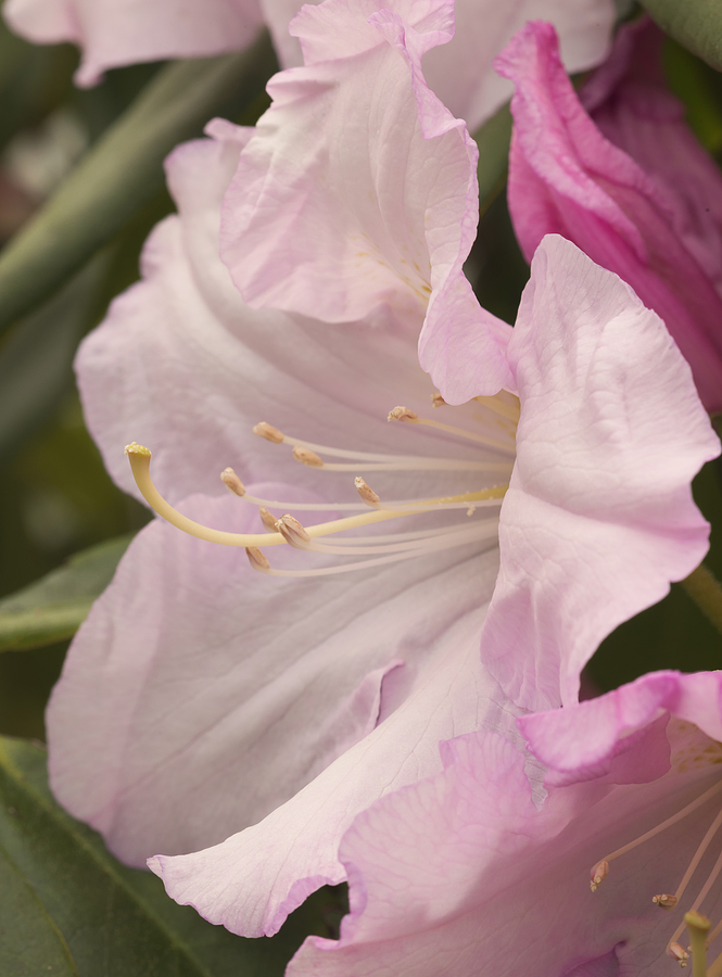 Lavender Rhododendron Photograph by Loree Johnson