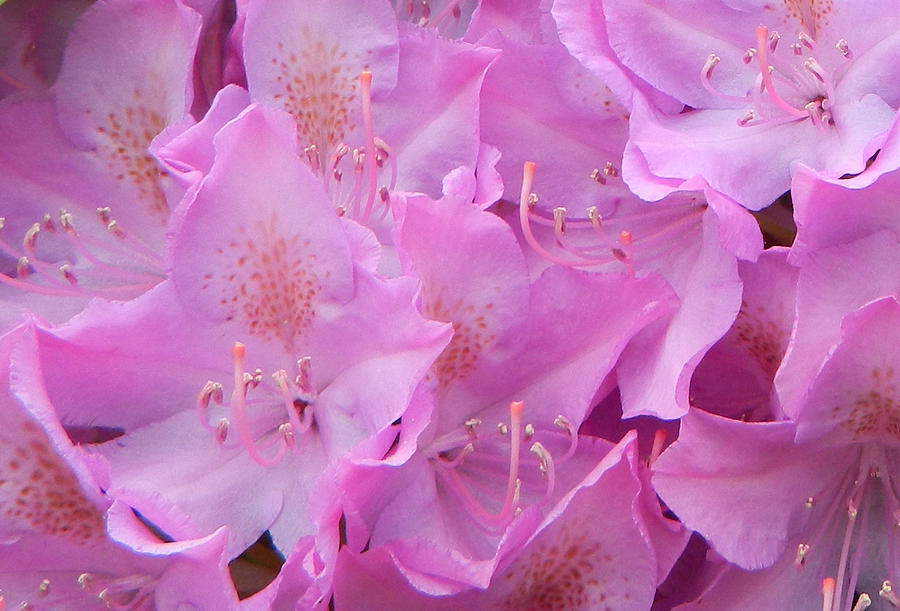 Lavender Rhododendron Pedals Photograph by Emmy Marie Vickers