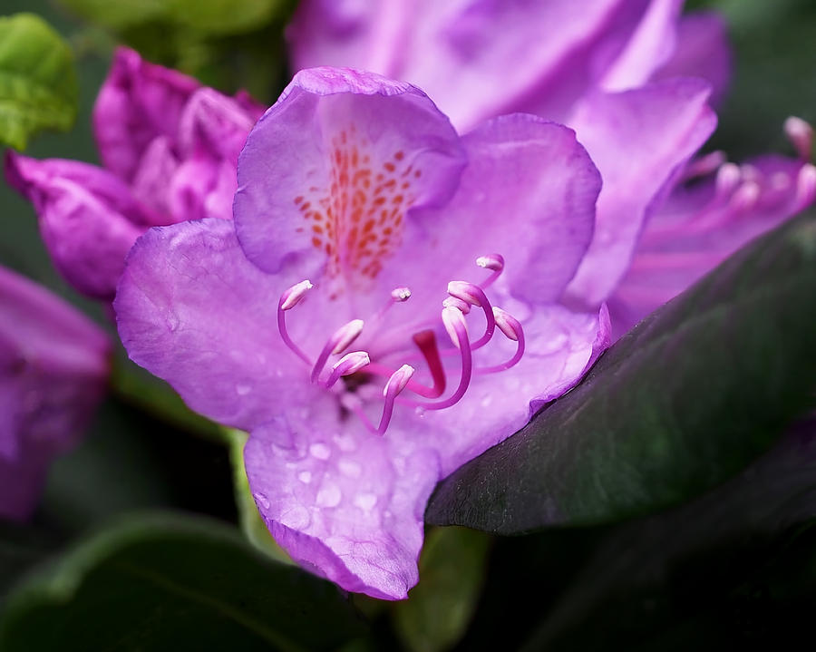 Spring Photograph - Lavender Rhododendron by Rona Black