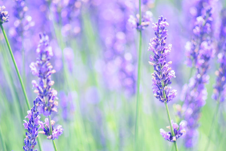 Lavender Photograph