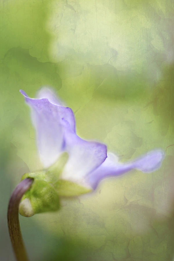 Lavender Photograph by Robert FERD Frank