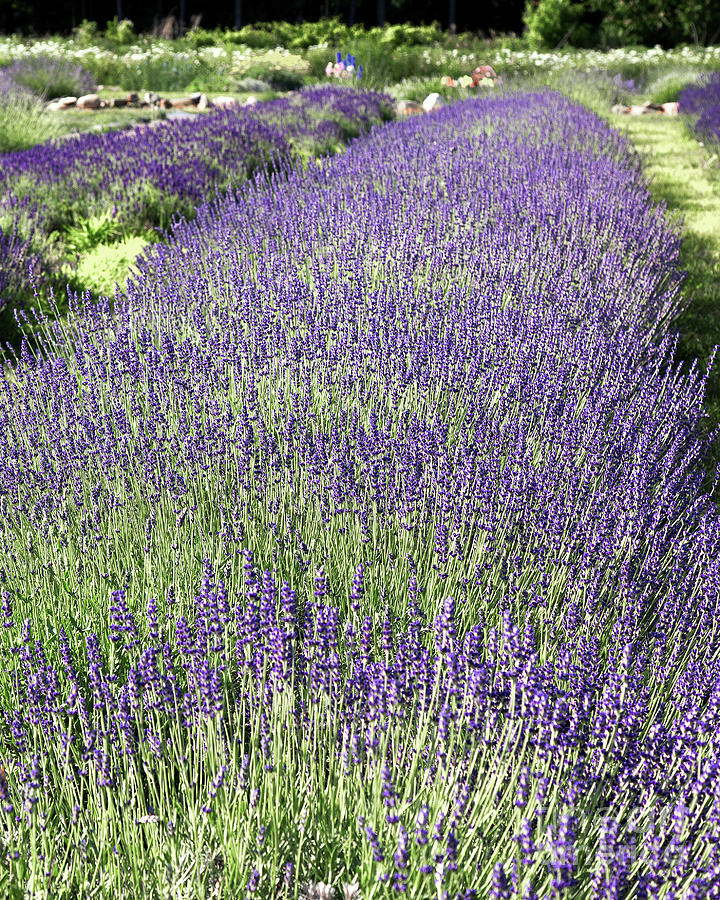 Lavender Photograph by Rod Best