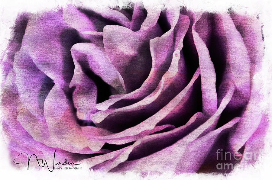 Lavender Rose Closeup Photograph by Norma Warden