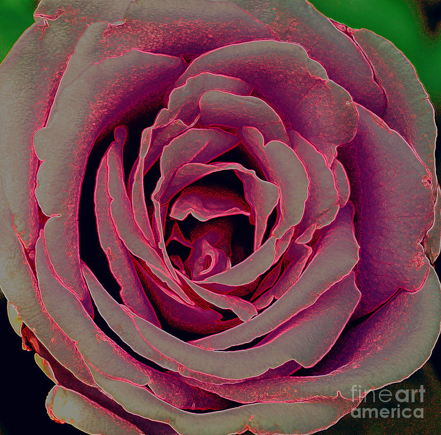Lavender Rose Photograph by Diane montana Jansson