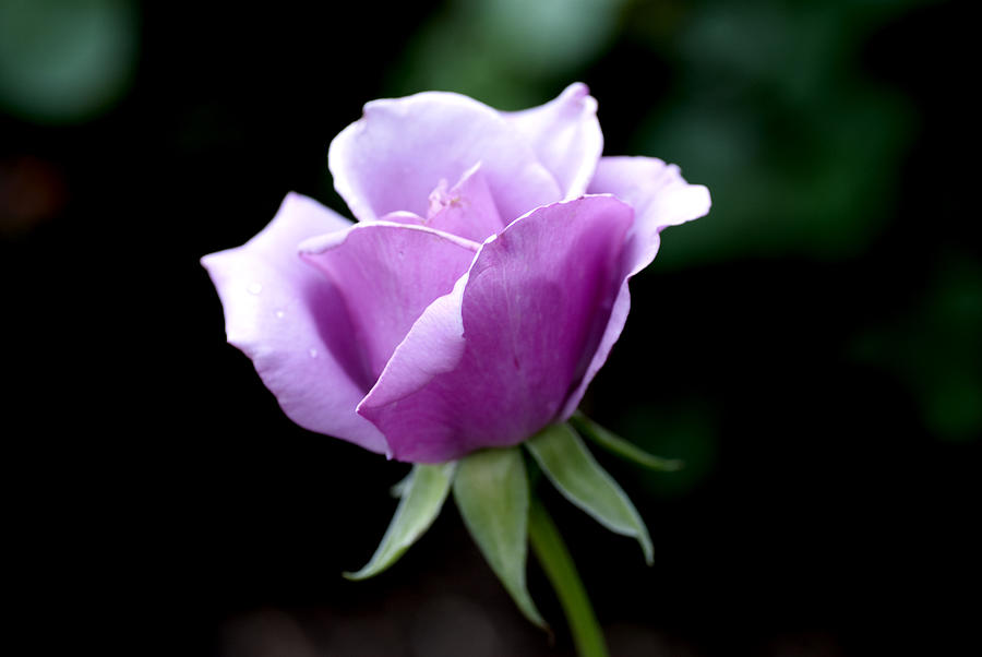 Lavender Rose Photograph by Don Wright