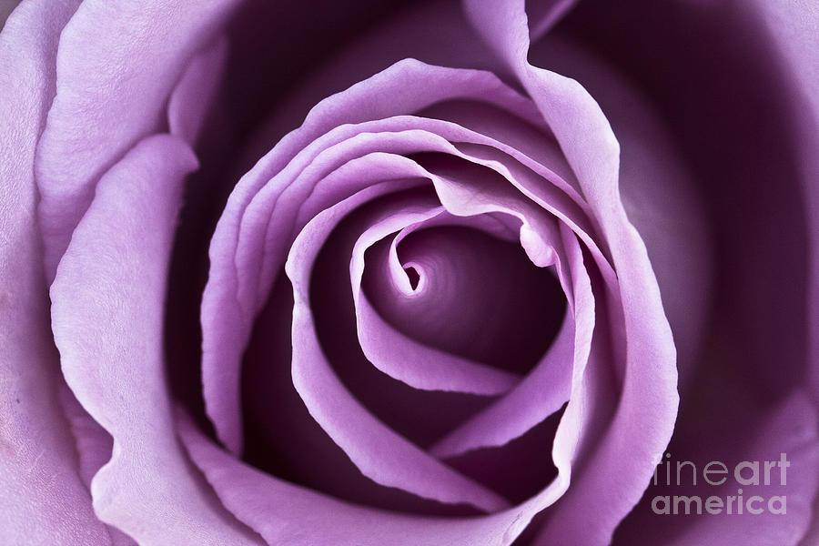Lavender Rose Photograph by Douglas Kikendall