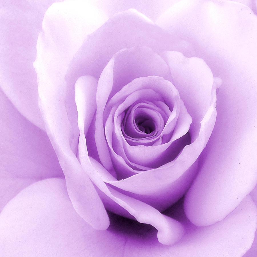 Lavender Rose Photograph by Kieoh ABC Photography | Fine Art America