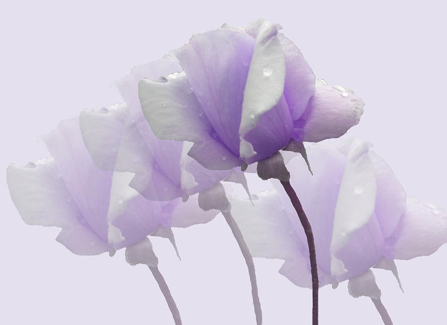 Lavender Roses  Photograph by Rosalie Scanlon