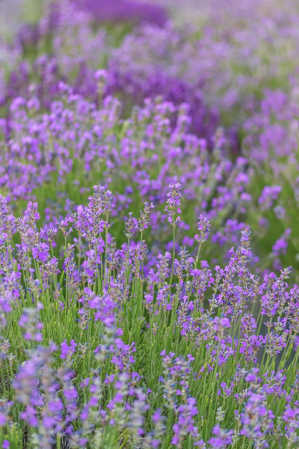 Lavender Row Photograph by Kristen Wilkinson