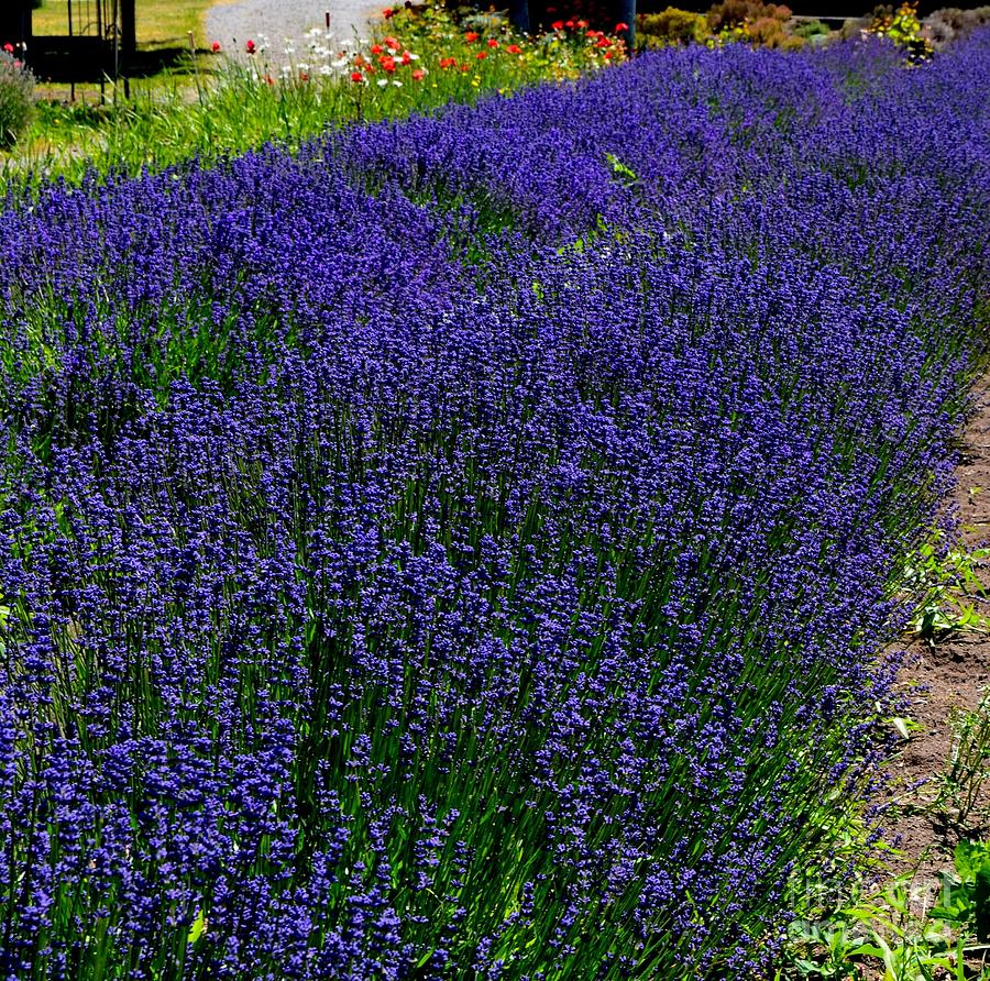 Lavender Row Photograph by Mary Deal