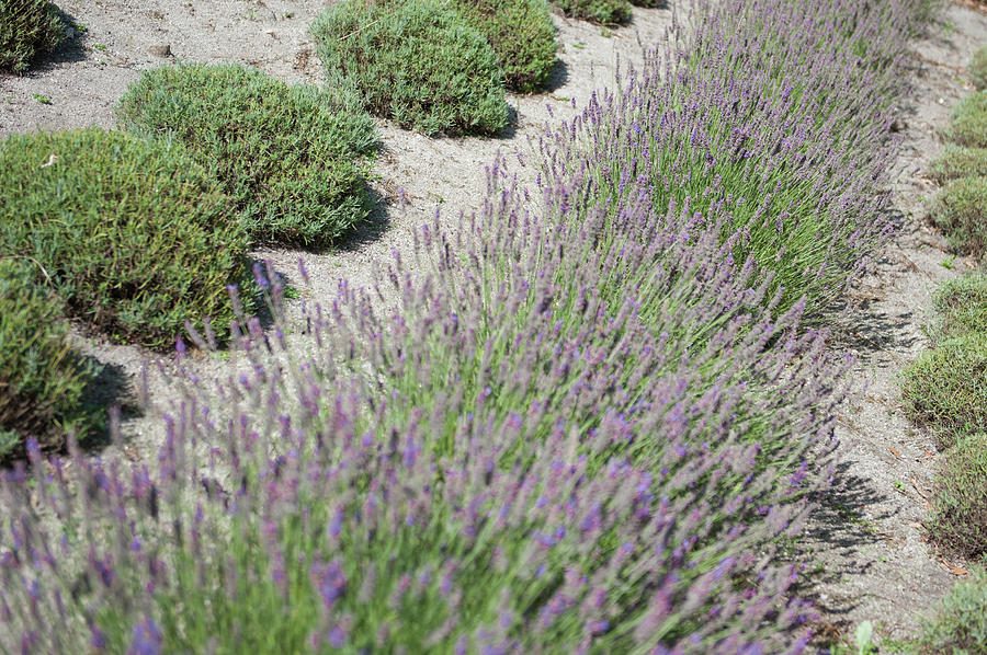 Lavender Row No. 1 Photograph by Helen Jackson