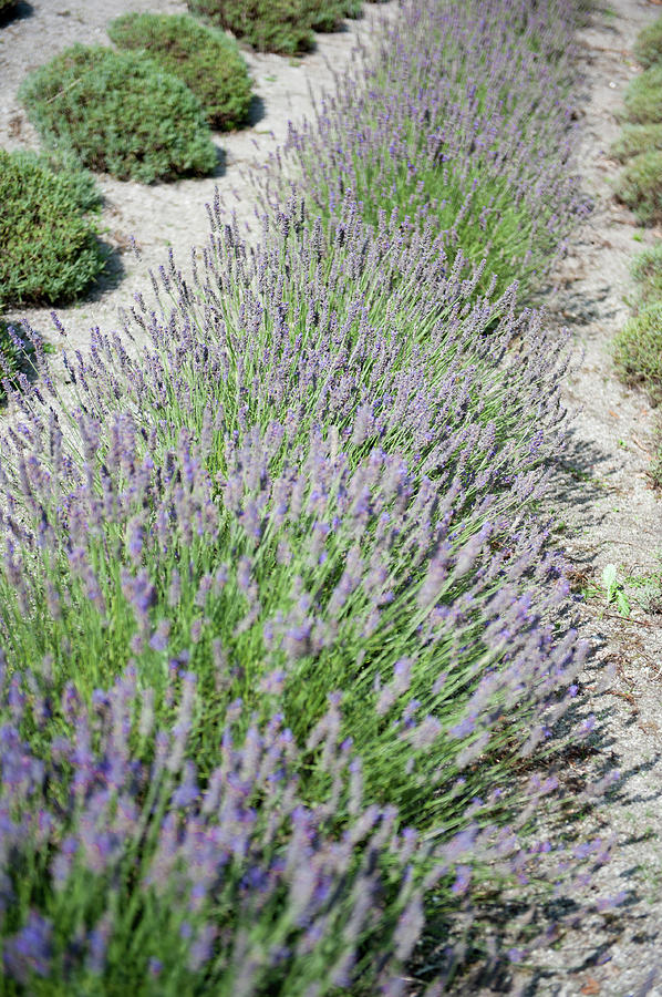 Lavender Row No. 3 Photograph by Helen Jackson