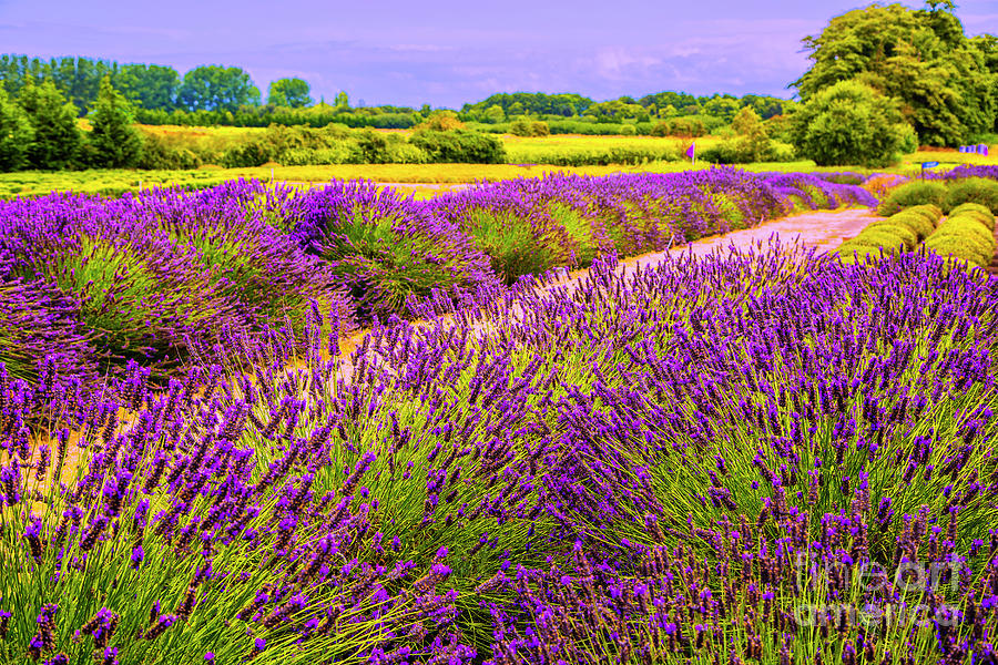 Lavender Rows Photograph by Rick Bragan