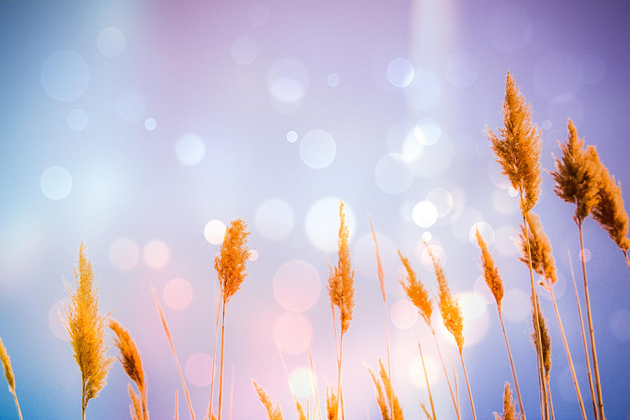 Lavender Sea Oats Bokeh Photograph by Colleen Kammerer