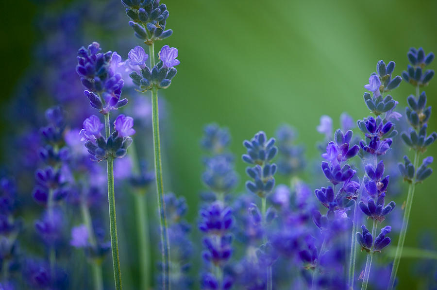Nature Photograph - Lavender by Silke Magino
