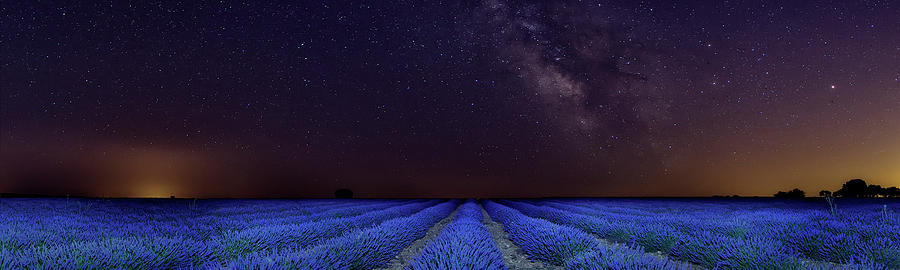 Flowers Still Life Photograph - Lavender sky by Hernan Bua