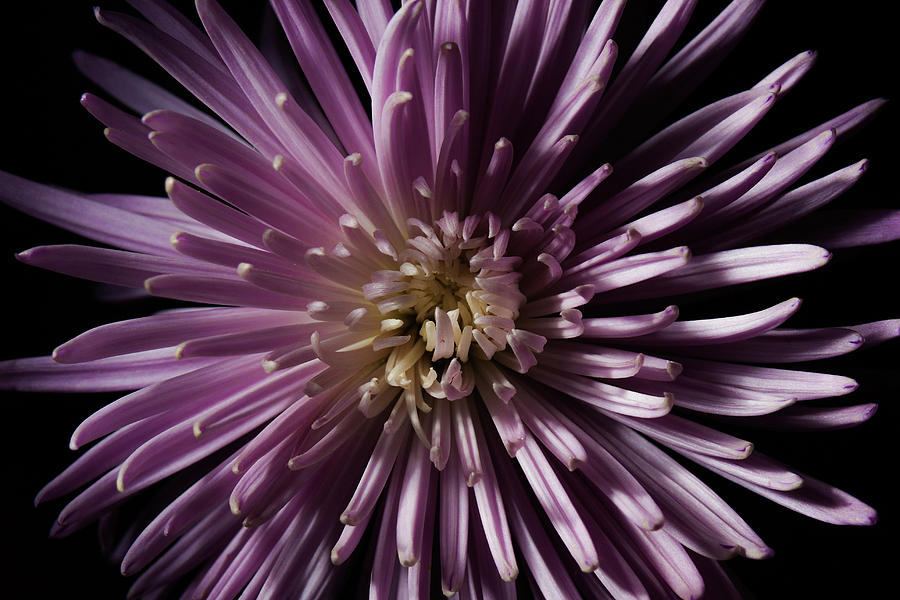 Lavender Spider Mum Photograph by Eugene Campbell