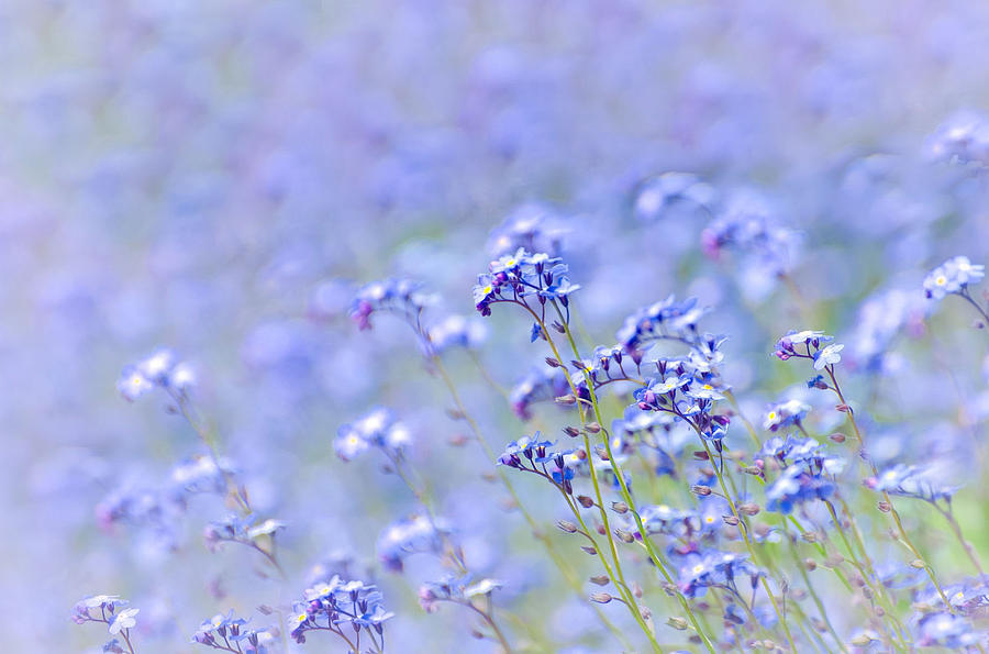 Spring Photograph - Lavender Spring by Anso Crowne