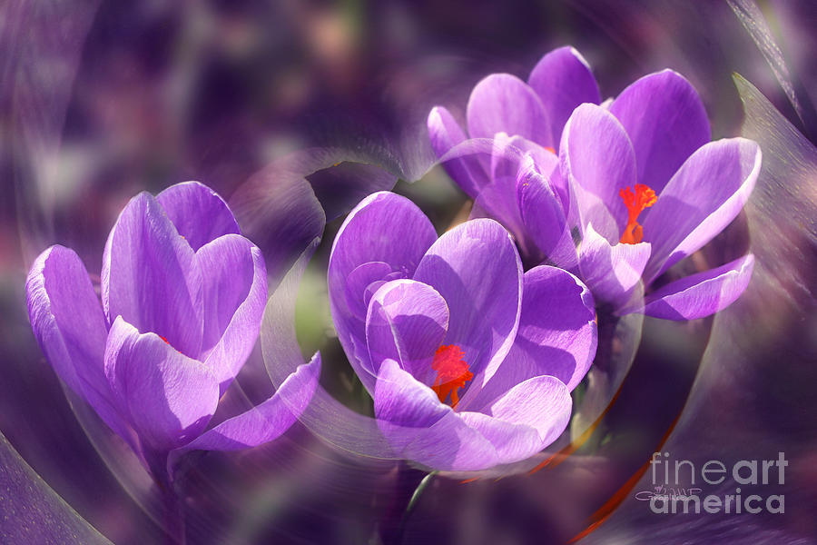 Lavender Spring Photograph by Jutta Maria Pusl